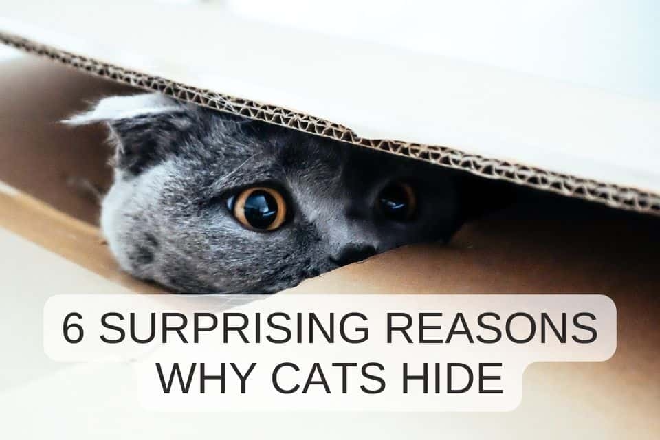 6 surprising reasons why cats hide