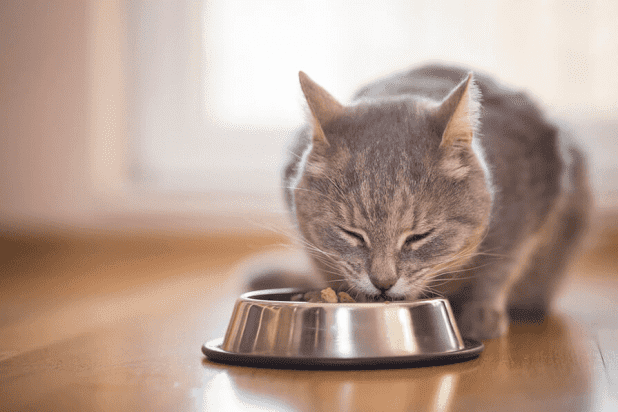 Cat Diet