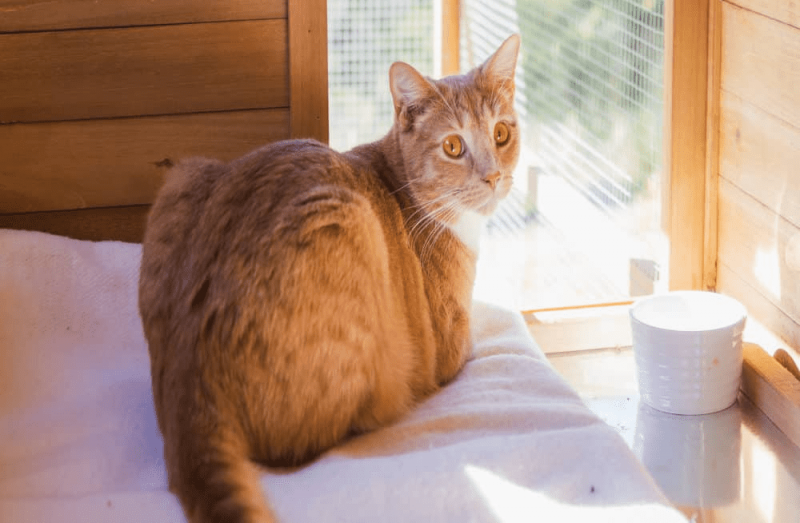 Exploring Large Backyard Cat Enclosures