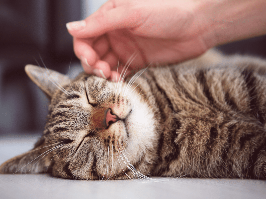 The Ultimate Cat Information Guide - Learn More About Cats