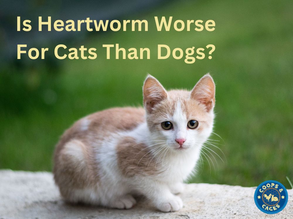 Is Heartworm Worse For Cats Than Dogs