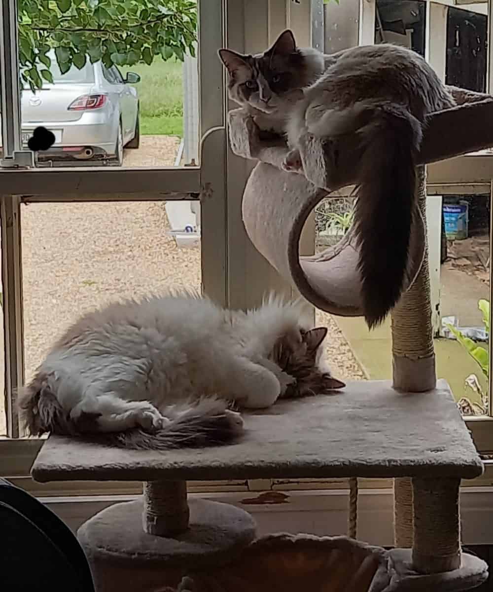2 cats sleeping on Balmoral Cat Scratching tower