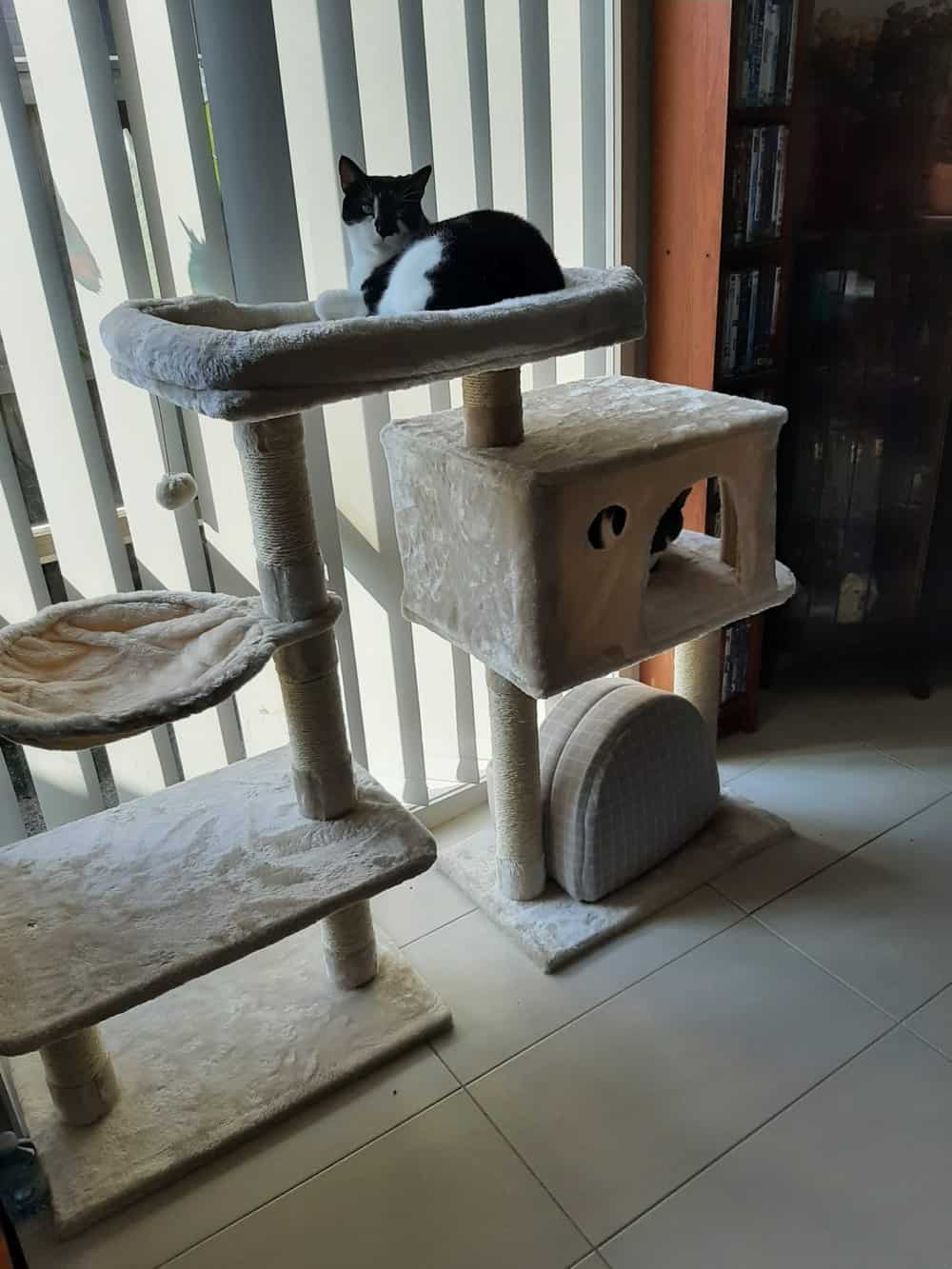 Cat on comfy on the Ashley Cat Scratching tower