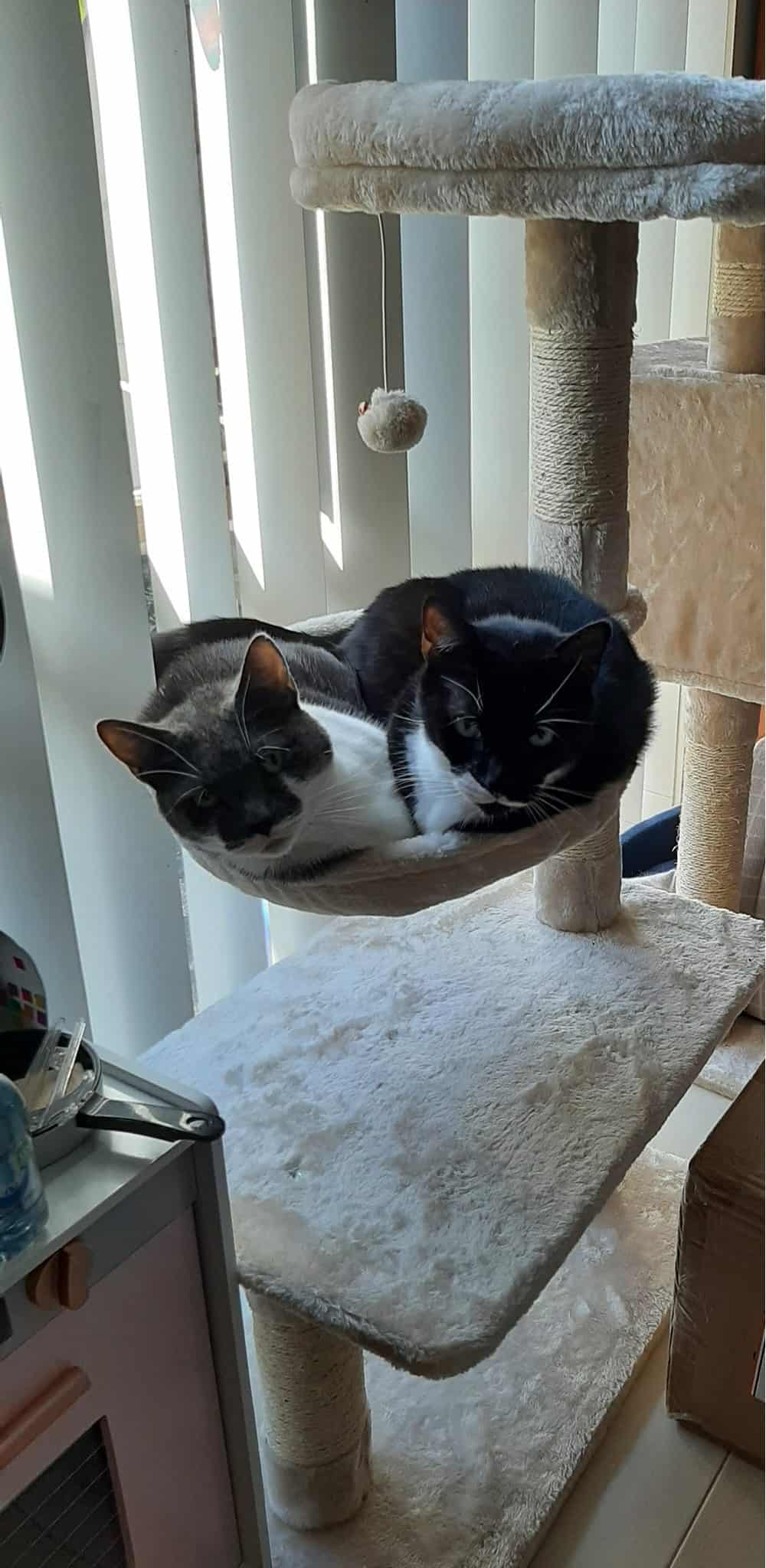 Cats getting comfy on the Ashley Cat Scratching tower