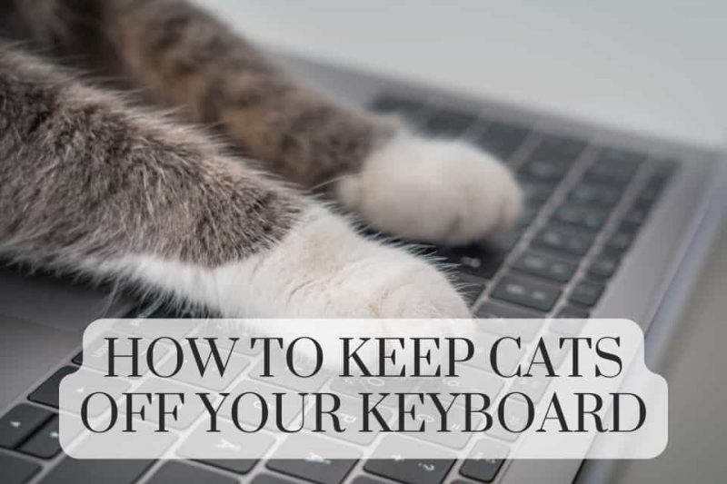 How To Keep Pet Cats Off The Keyboard & Workspace Coops And Cages
