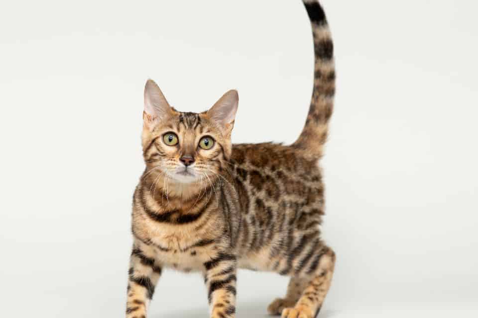 Bengal cats are a relatively new breed of cat