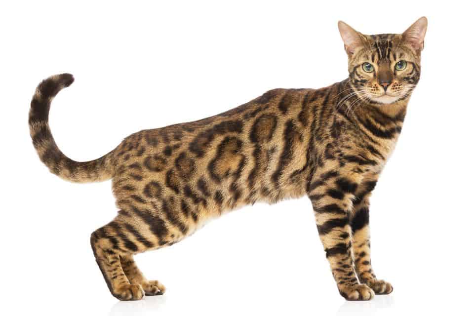 Bengal cats are most recognisable by their fur pattern