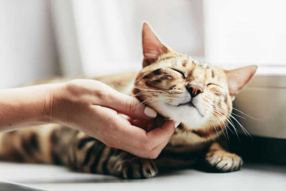 Bengal cats make wonderful pets, but they are not suitable for everyone
