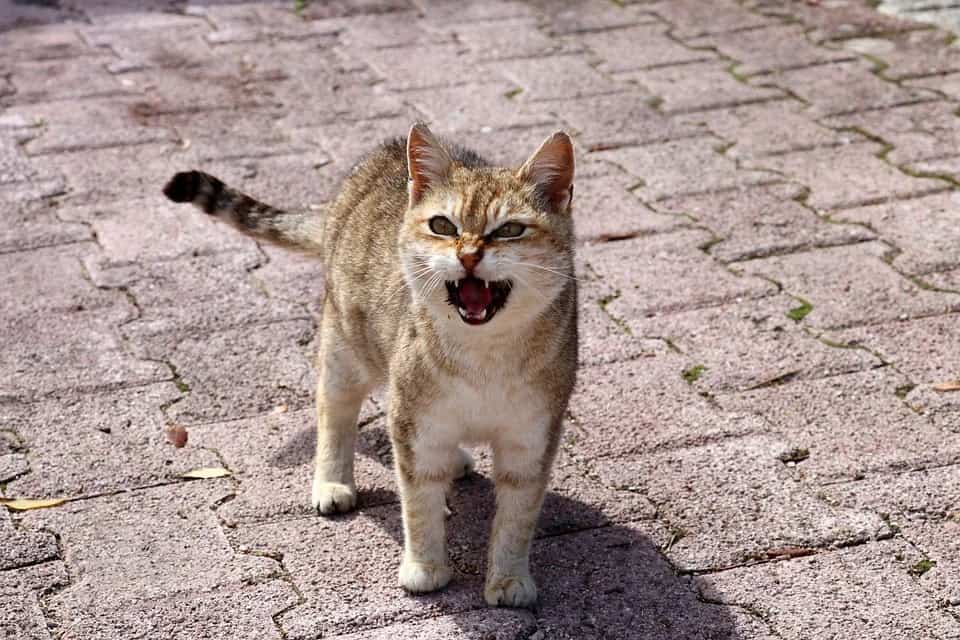 Cats make a lot of noise when they feel angry