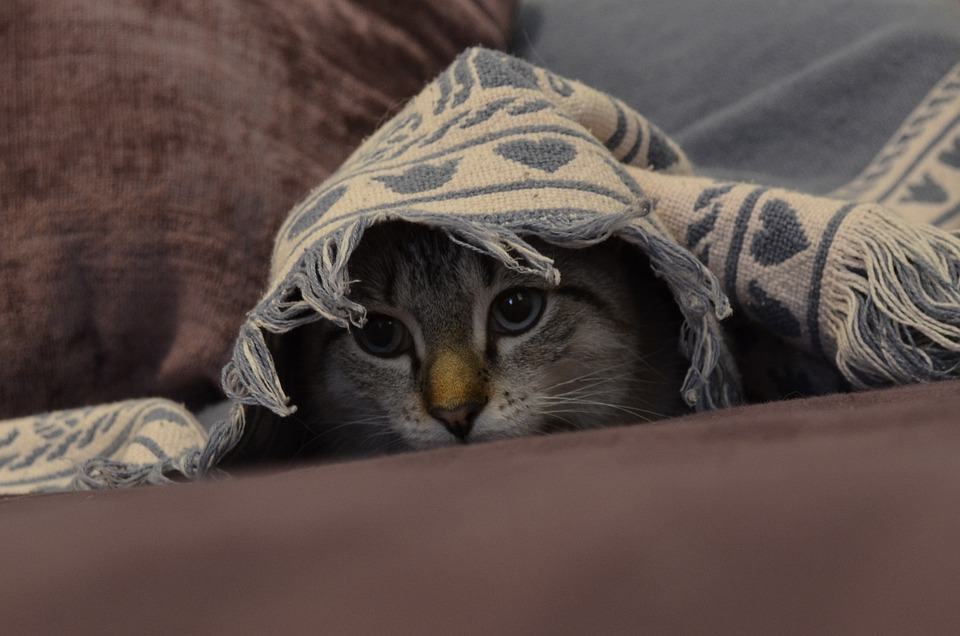 Cats will often hide until their owners come back