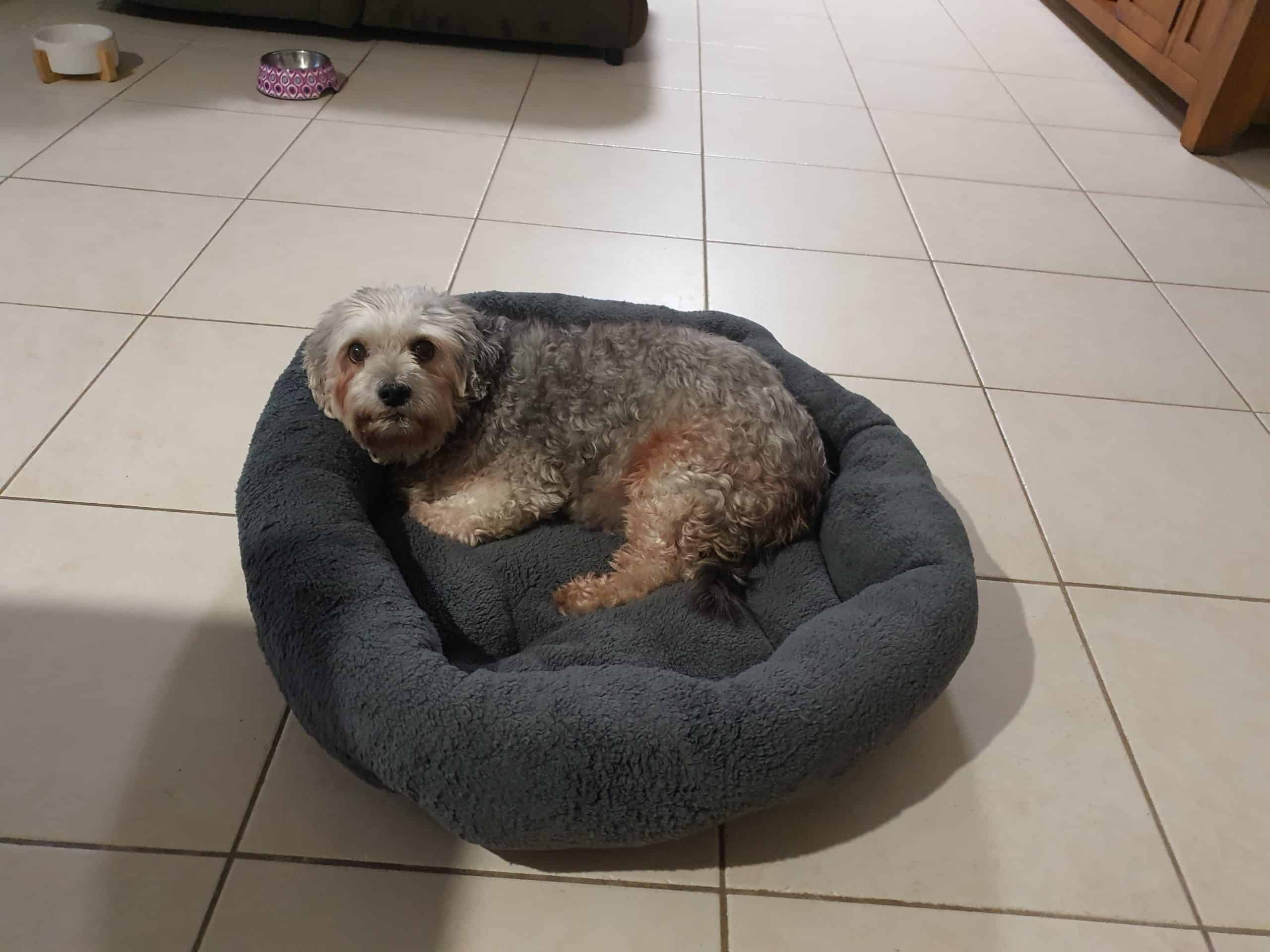 Dog Beds For Sale Online In Australia Coops And Cages
