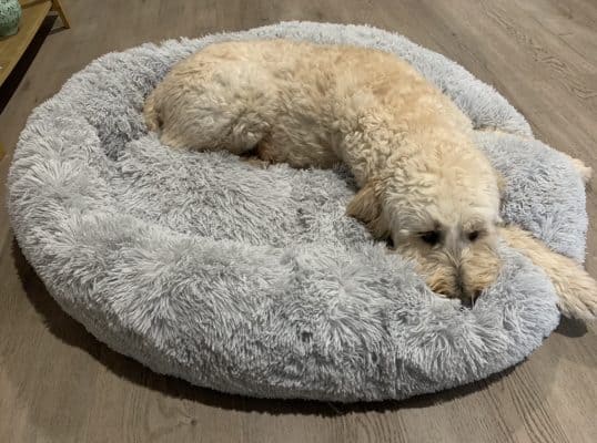 XXL Calming Dog Bed