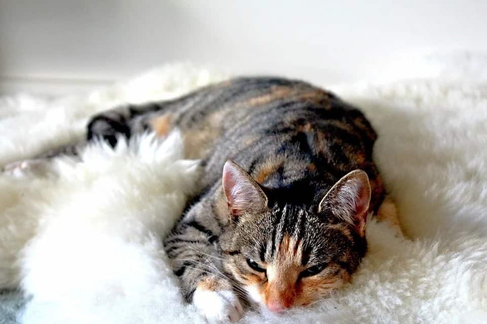 Kittens first begin to purr at just a few days old