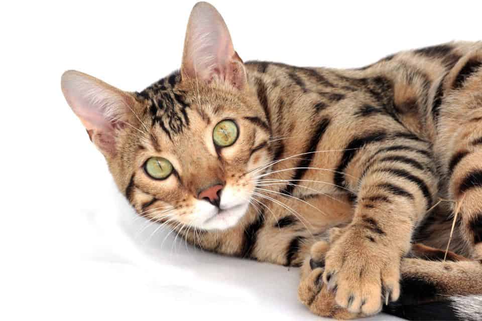 The first Bengal cat was created in 1963