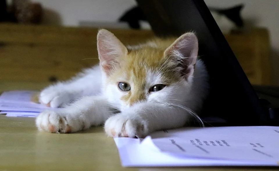 The simplest solution is to block your cat’s access to your workspace