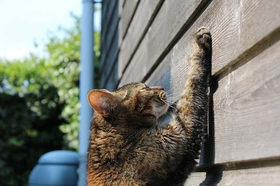 There are several reasons that cats knead