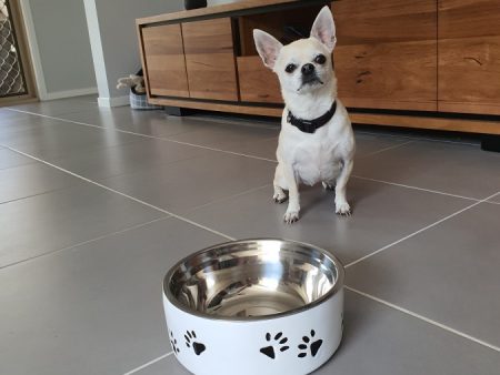 Customer photo Pet Bowl Black Paw Chihuahua
