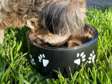 Pet Food and Drink Bowls
