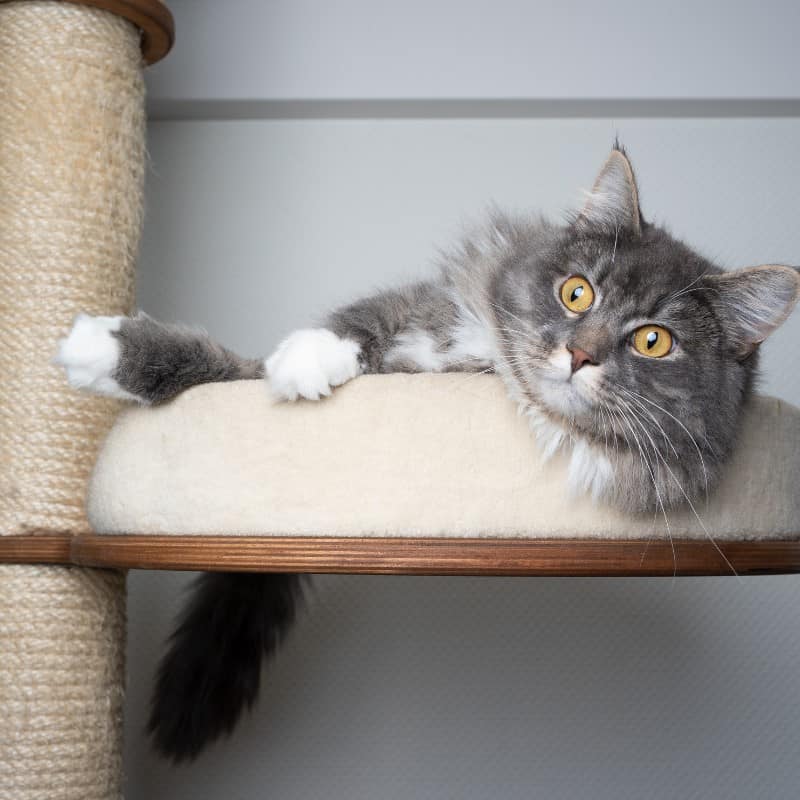 Cat beds help make your catio a comfy place to relax