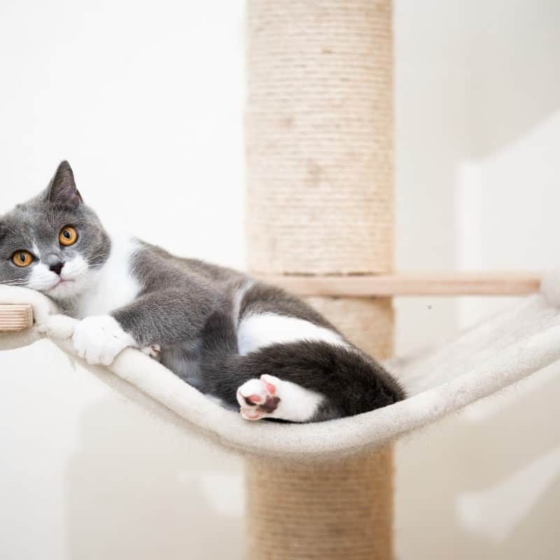 Cat hammocks