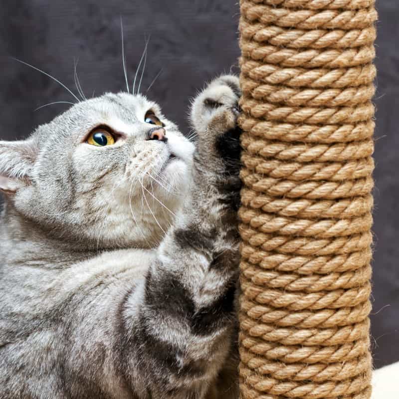 Cat scratching posts are an essential inclusion to any outdoor enclosure