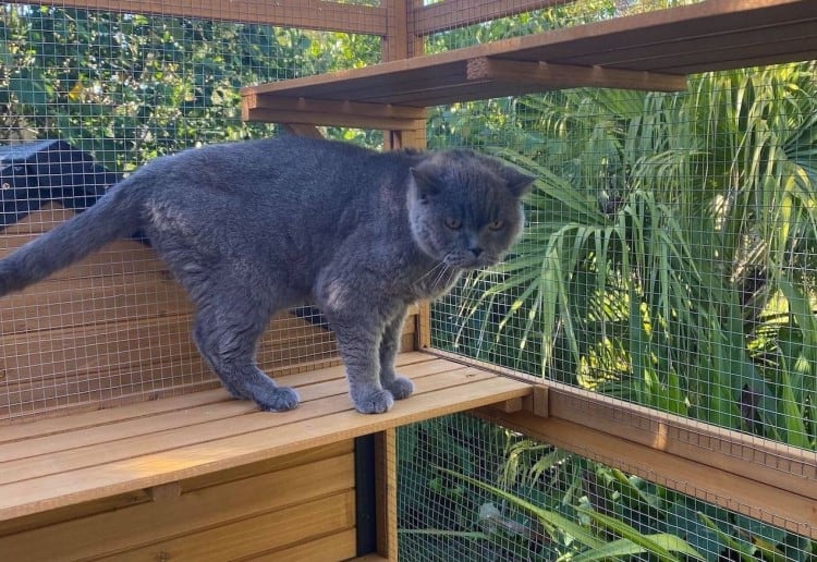 Shelf kits for a catio