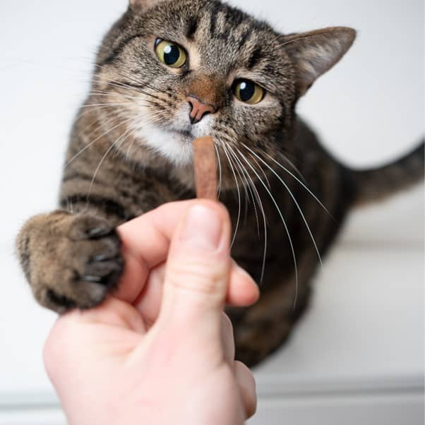 Shake Hands- Gently lift your cat’s paw, then say the command “shake”.