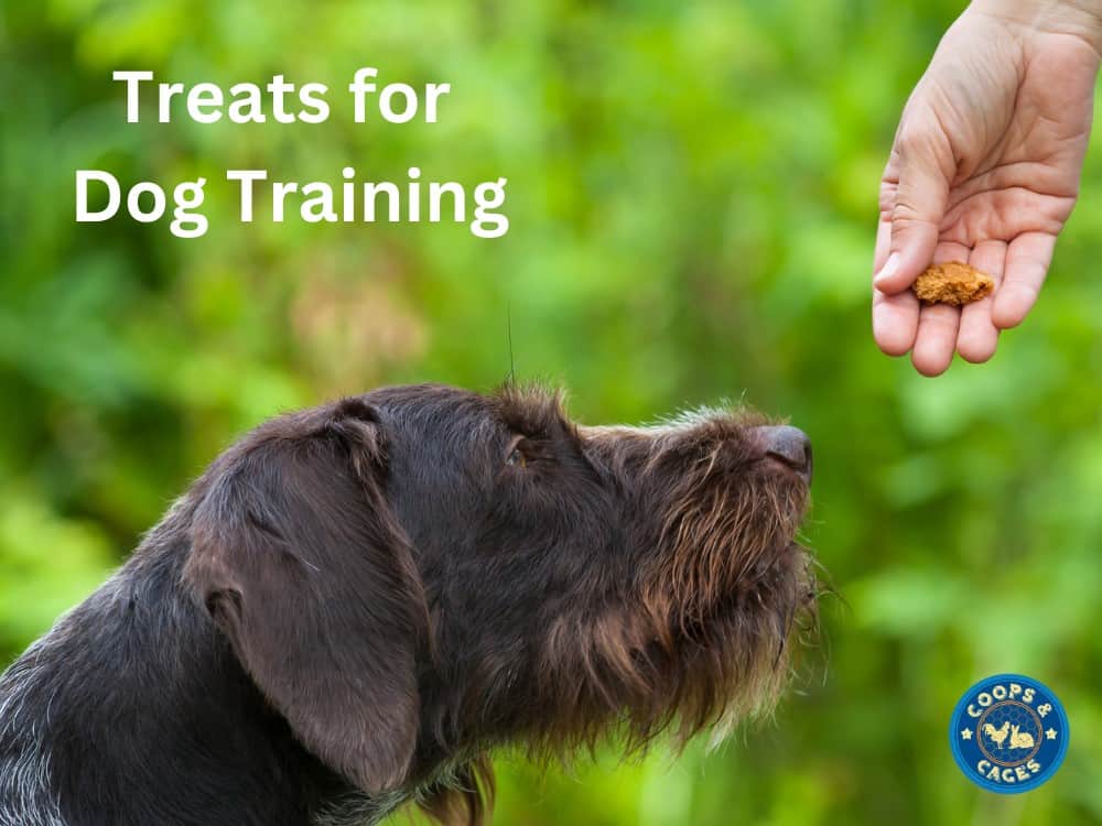 Treats for Dog Training