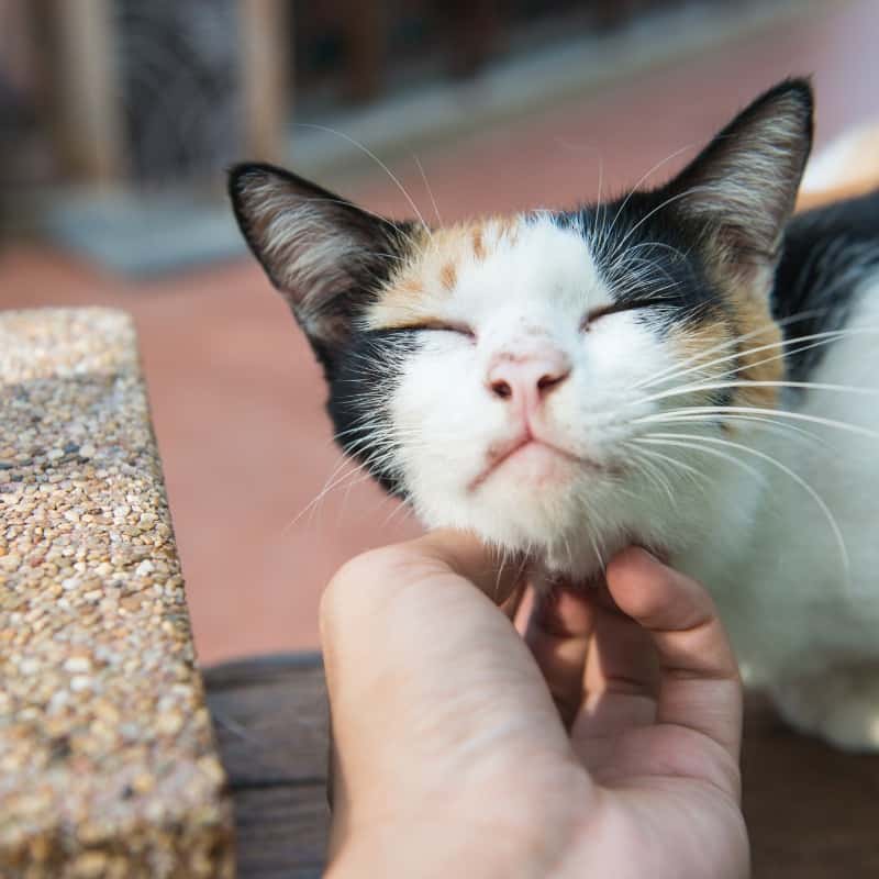 A good treat for cats should be something they not only enjoy