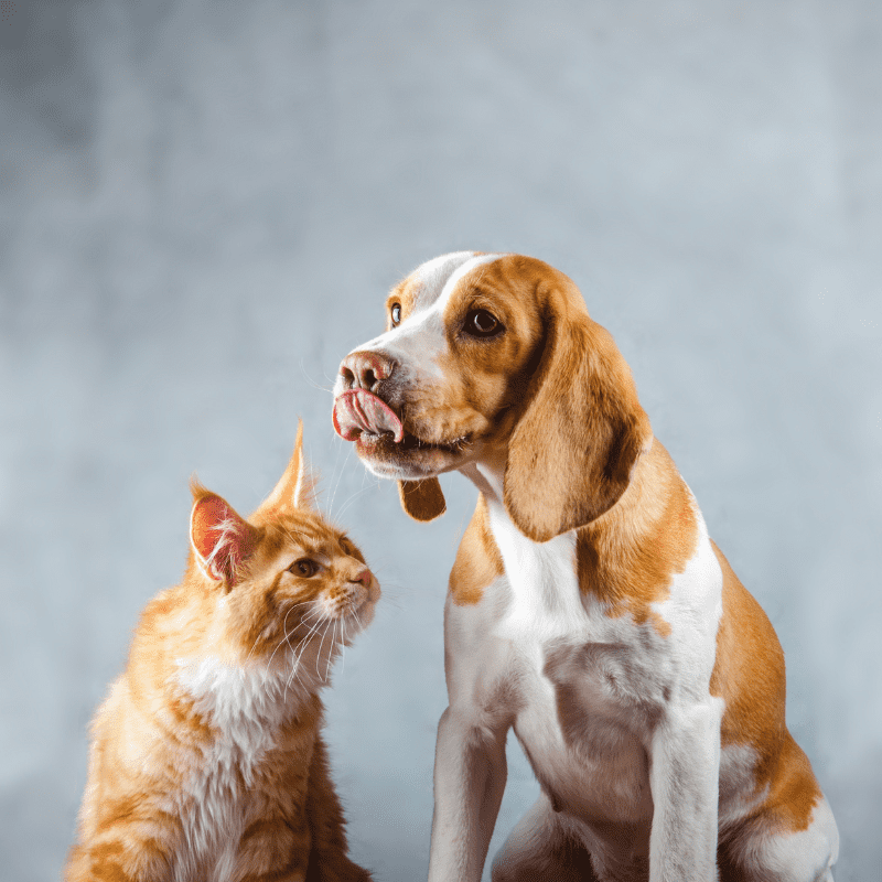 Are There Treats That are Suitable for Both Cats and Dogs?