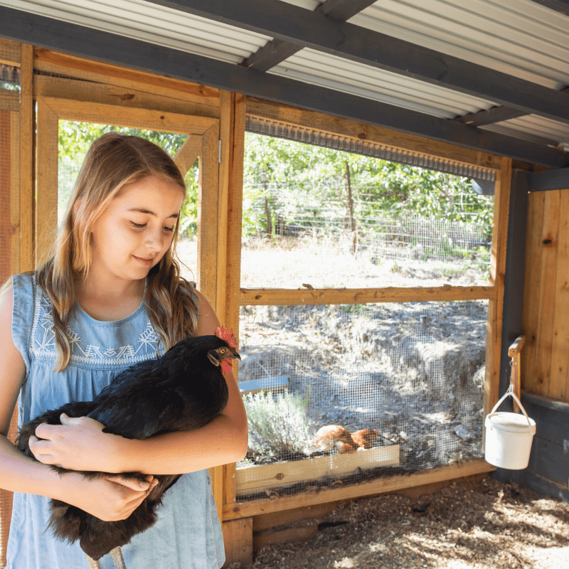 Are Walk-In Chicken Coops Better?