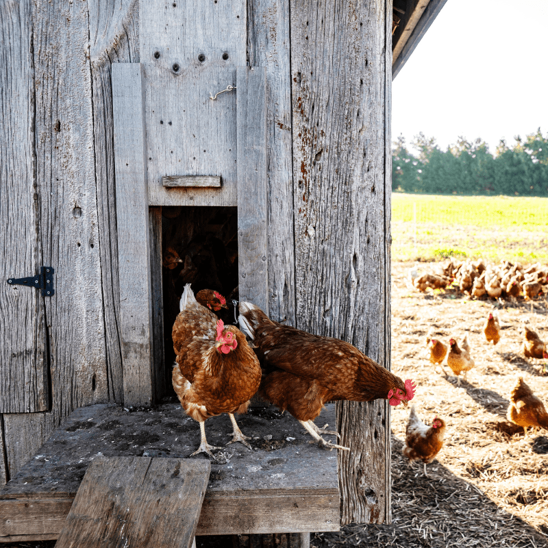 Best Chicken Coops For Varying Amounts of Chickens