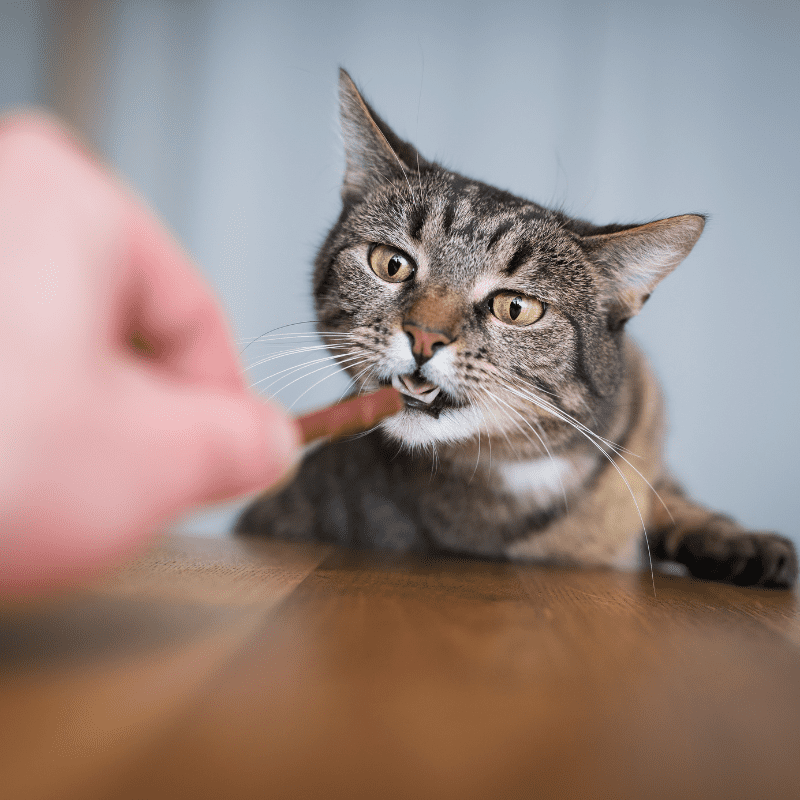 Can Cats Eat Dog Treats?