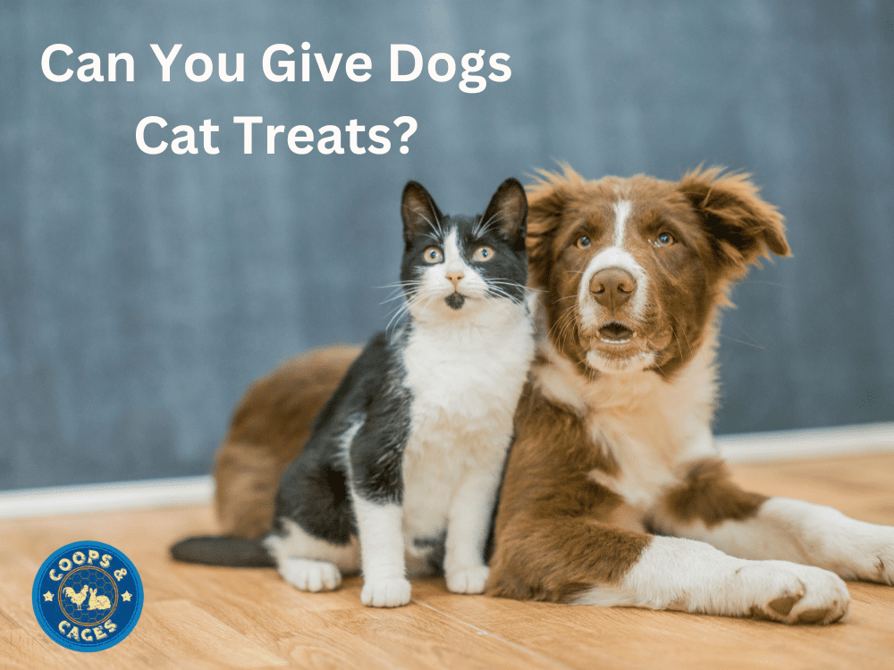 Can You Give Dogs Cat Treats?