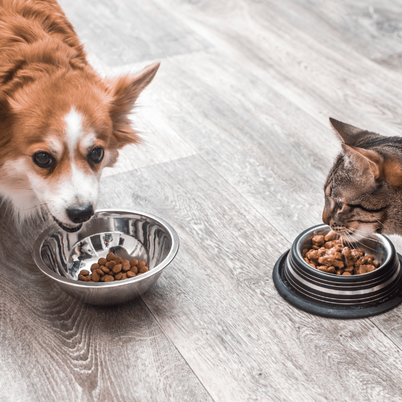 Can You Feed Cat Treats To Dogs