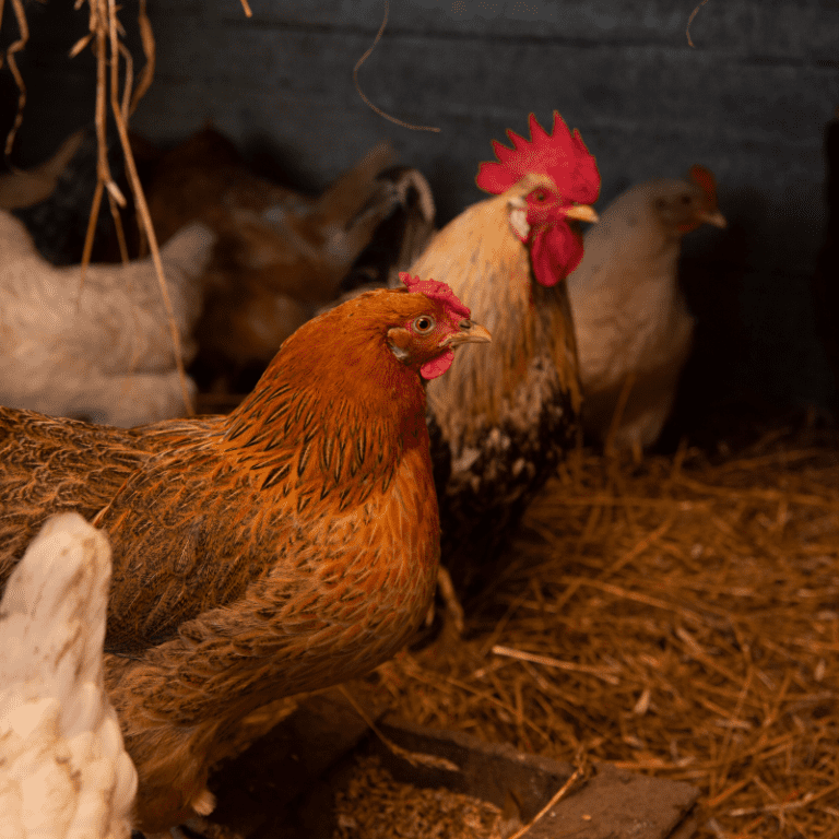 Best Walk In Chicken Coops For Every Chicken Lover Coops And Cages