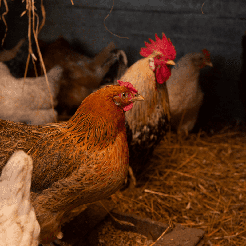 Do Walk In Chicken Coops Need to be Closed at Night?