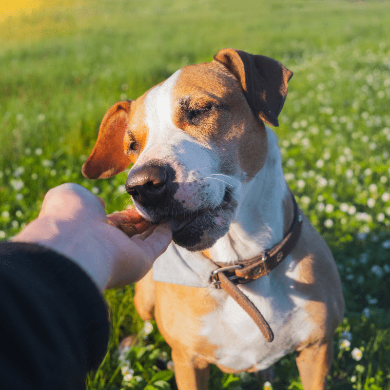 Dogs Eating Cat Treats