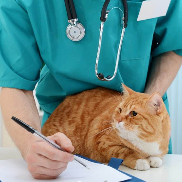 What Cat Treats Should You Buy And Which To Avoid?