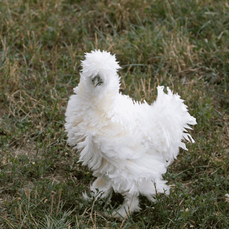 How Big of a Chicken Coop Do You Need for 10 Chickens?