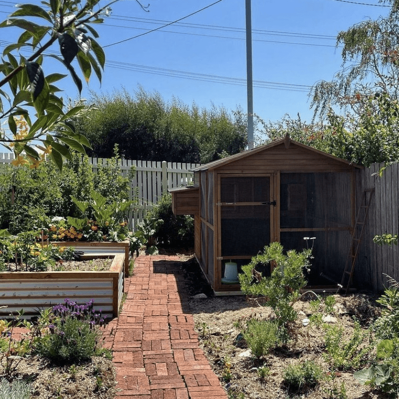 How High Should a Walk In Chicken Coop Be?