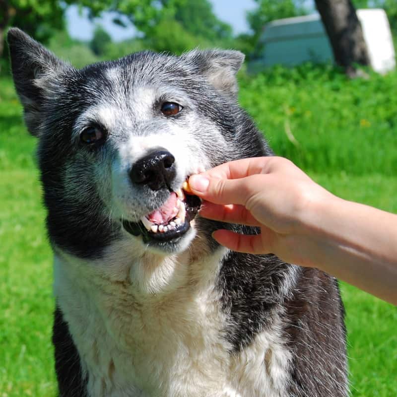 Organically certified dog treats are becoming more popular