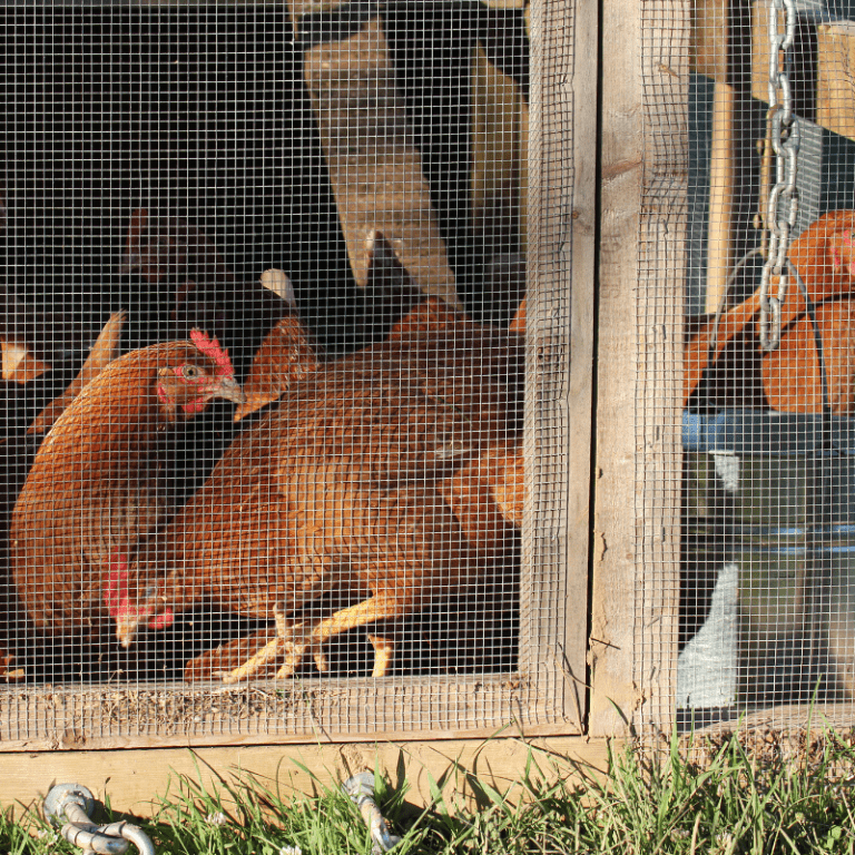 Best Walk In Chicken Coops For Every Chicken Lover Coops And Cages