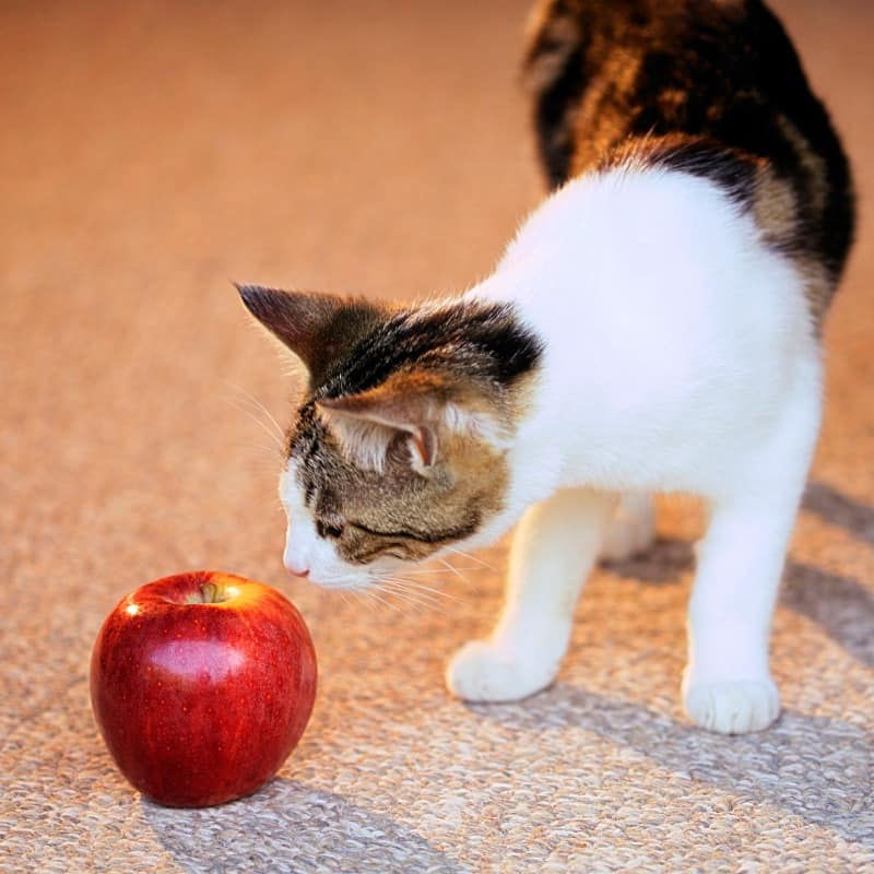 Shopping for cat treats online can be a great way to pamper your kitty