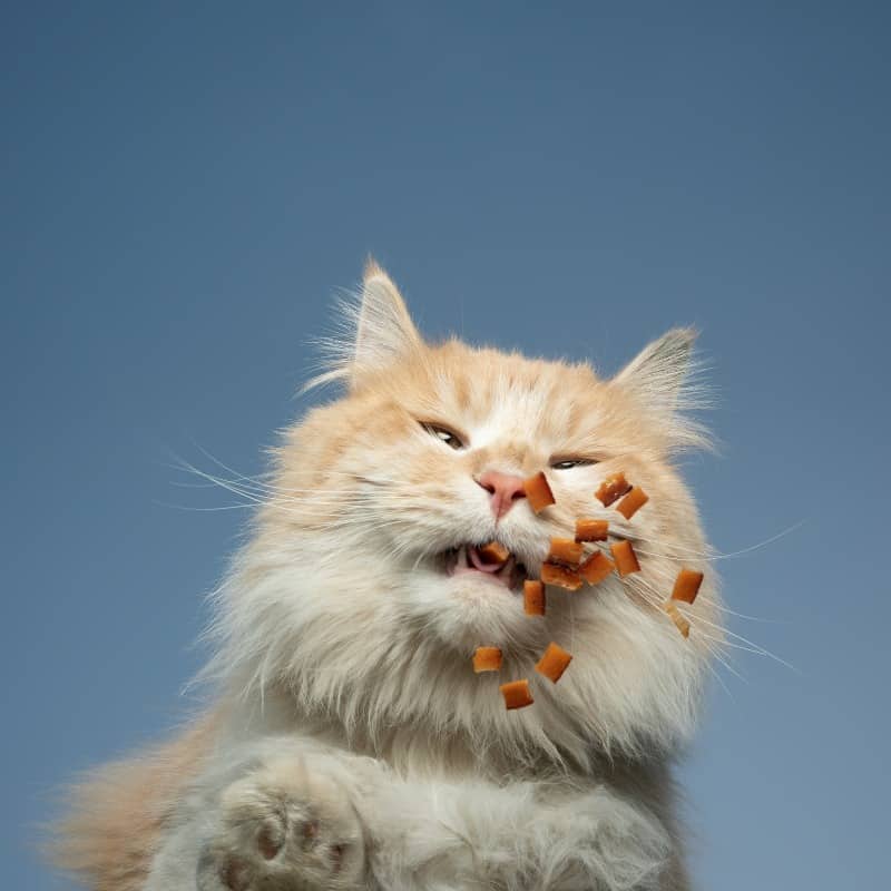 Treats make your cat happy