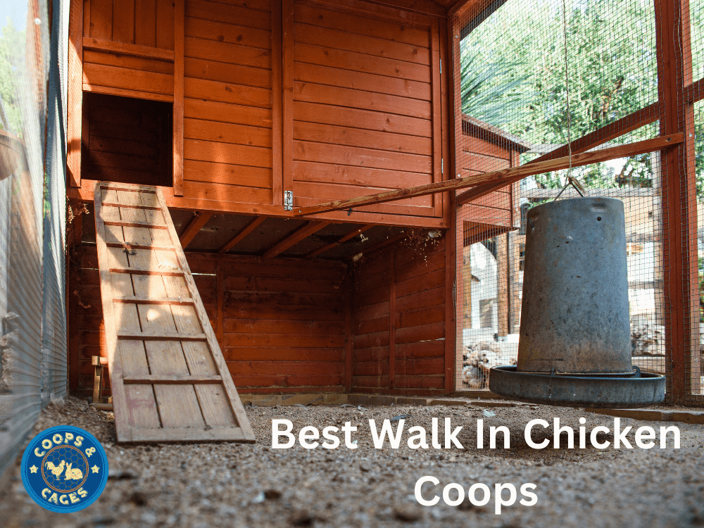 What Are The Best Walk-In Chicken Coops?
