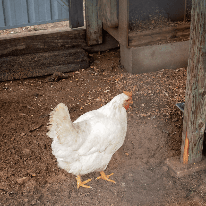 What Happens if Chicken Coops are Too Small?