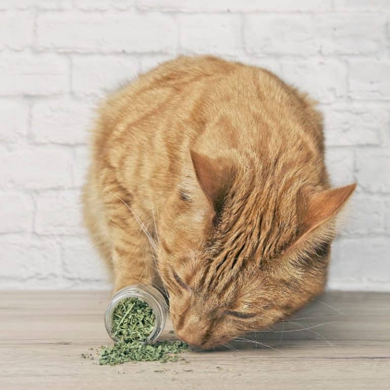 what-cat-treats-should-you-buy-and-which-to-avoid