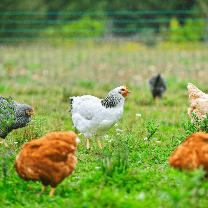 What To Consider Before Buying a Chicken Coop?