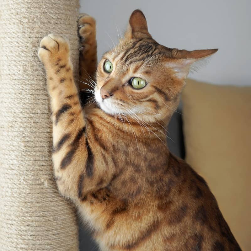 Make sure you include a scratching post in their enclosure